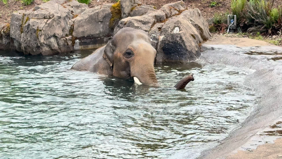 Be Present Life Lessons From My Children at the Zoo